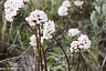 В Саратове цветут степной миндаль и дикие ирисы