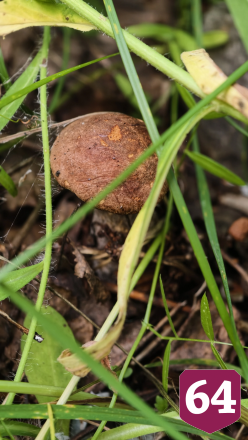 Саратовец на Кумысной поляне нашел килограммовый белый гриб